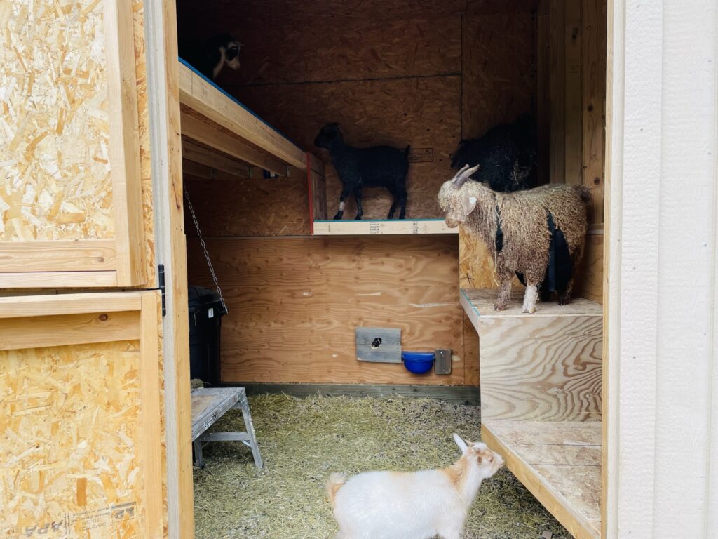Goat Rails One stall insulated and loft built with guard rails. - Frisky Goat Ranch