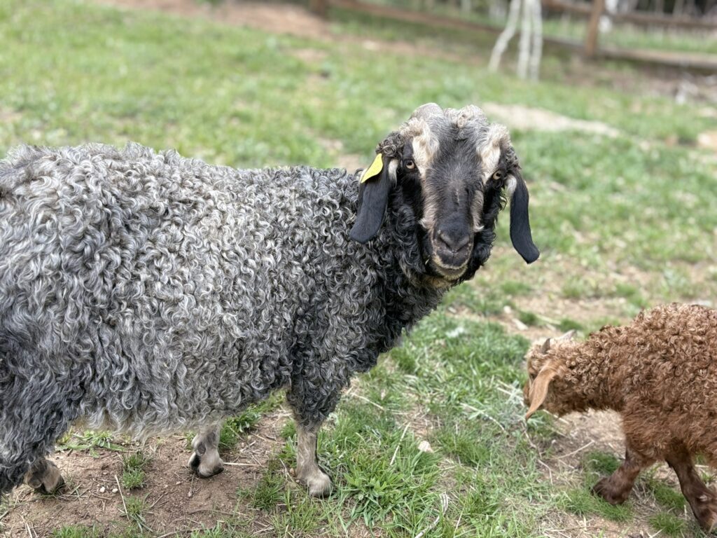 Fiona Angora Goat Doe 2025