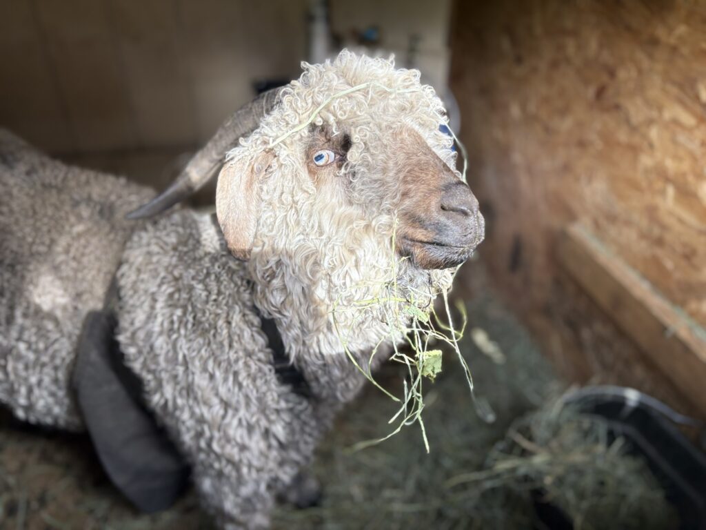 Chester Angora Goat Buck 2025
