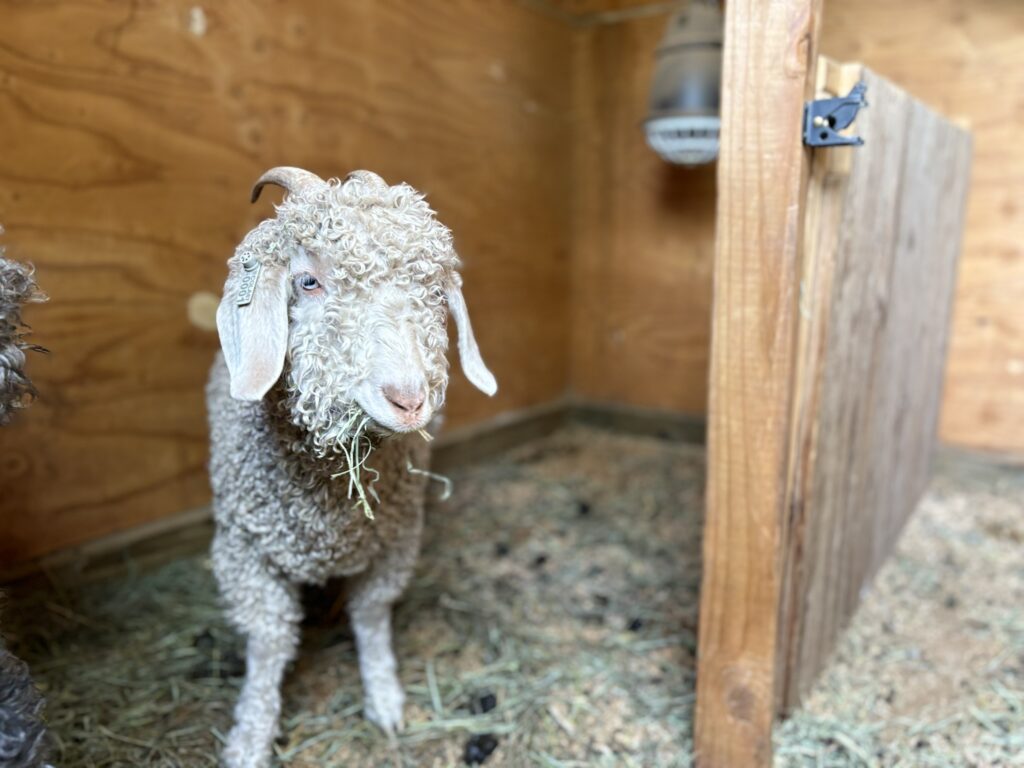 Cora Angora Goat Doeling 2025