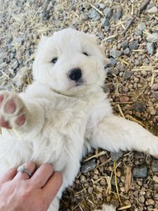 Colorado mountain dog puppy #1