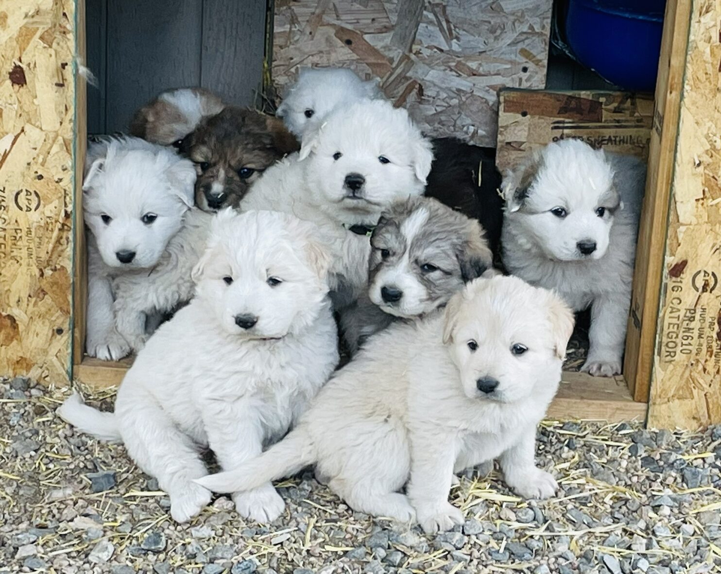 Four week old Colorado mountain dog puppies