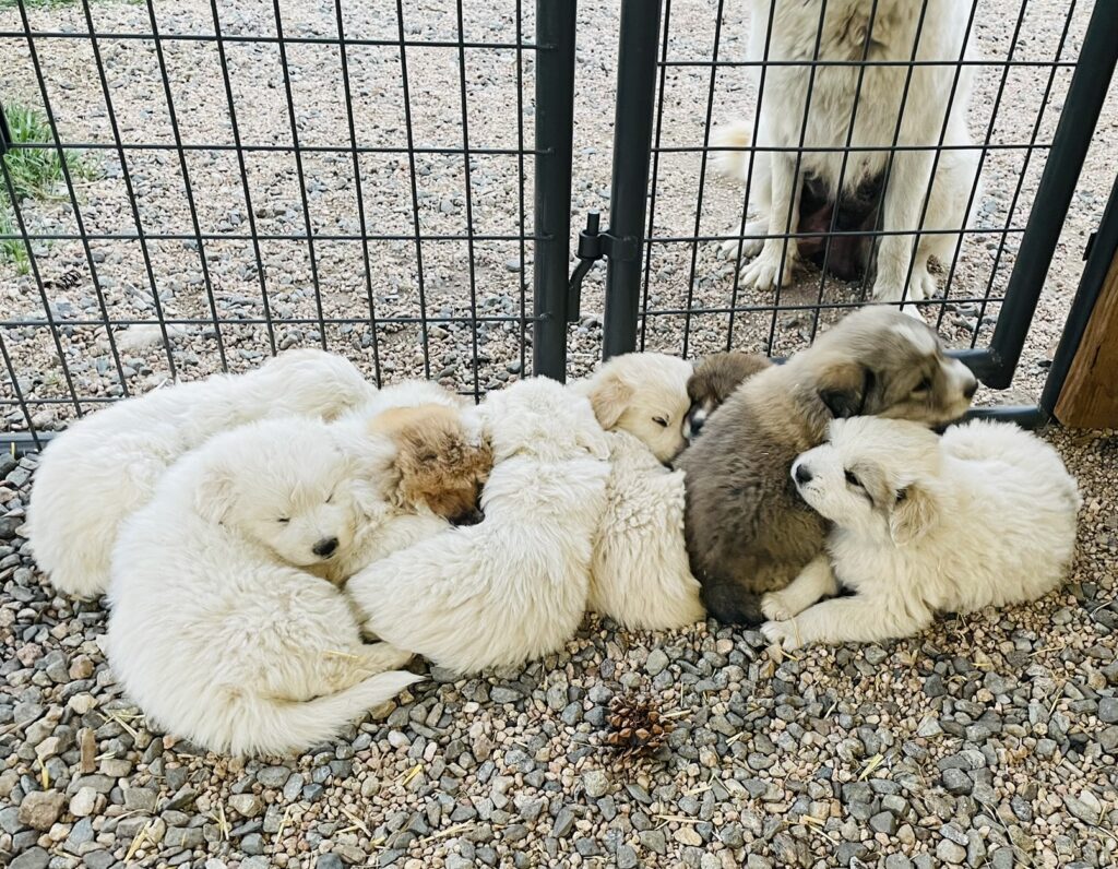 Litter of four week old Colorado mountain dog puppies