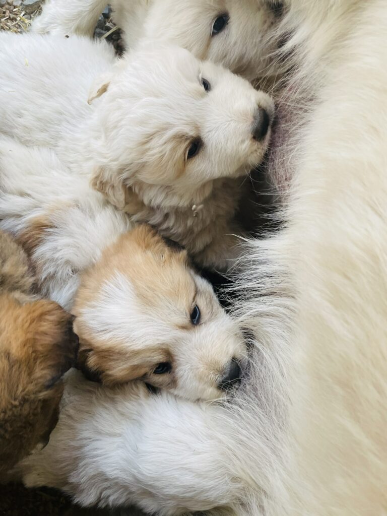 Four week old Colorado mountain dog puppies nursing