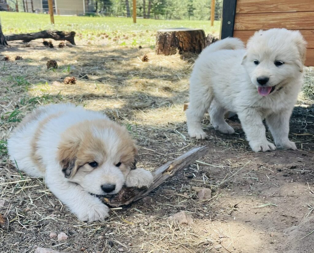 Colorado mountain dog puppies #5 and #8