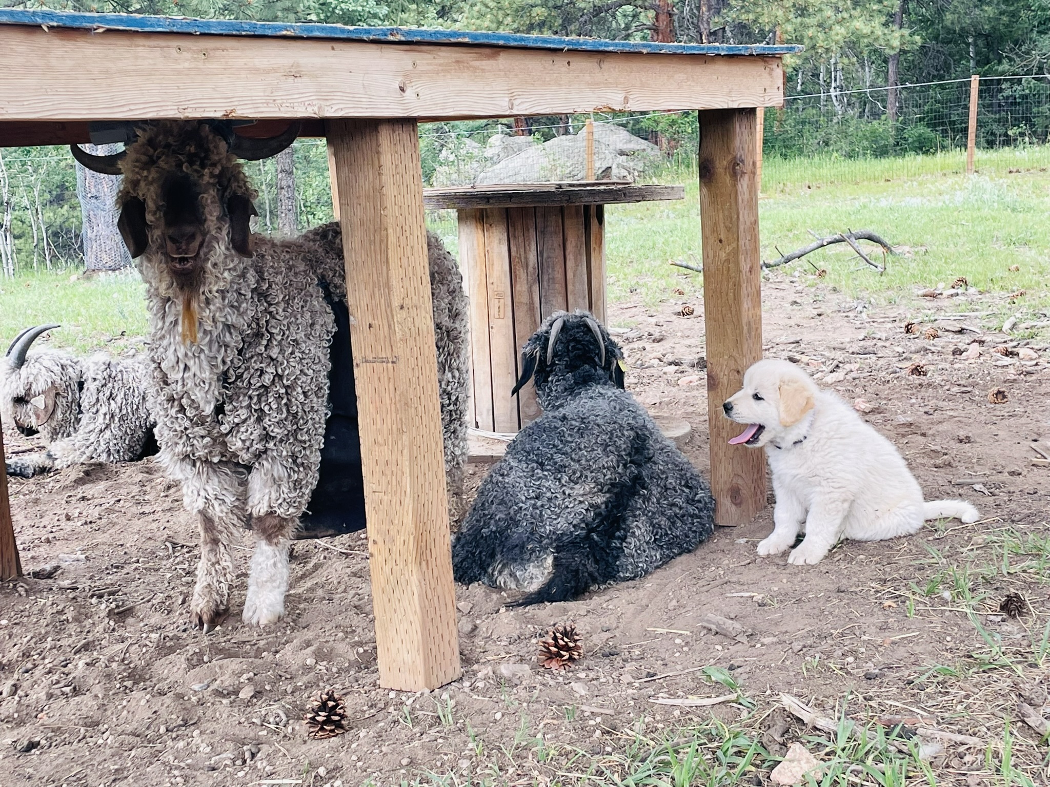 Colorado Mountain Dog Puppies Master Boundaries with the Goats