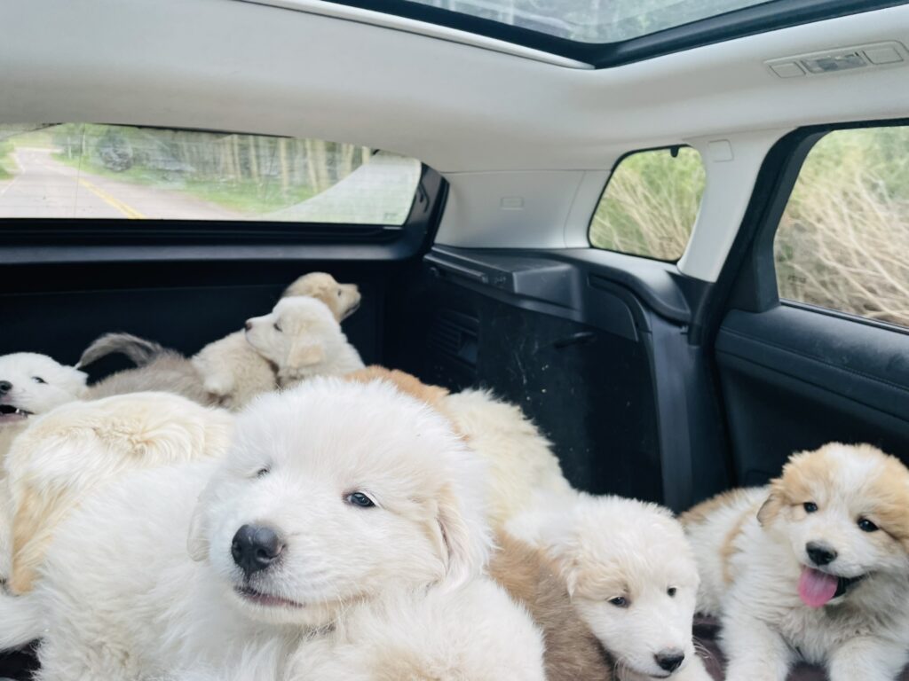 Colorado mountain dog puppies first car ride