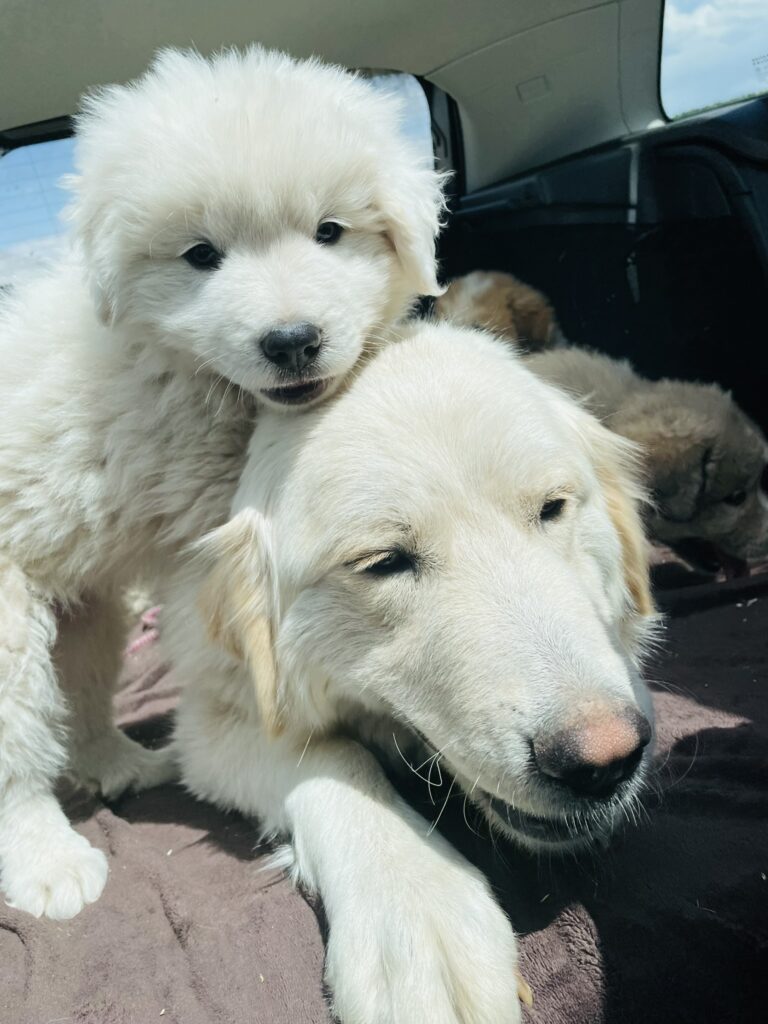 Colorado mountain dog puppy with mom first car ride