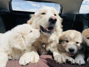 Colorado mountain dog puppies with mom first car ride