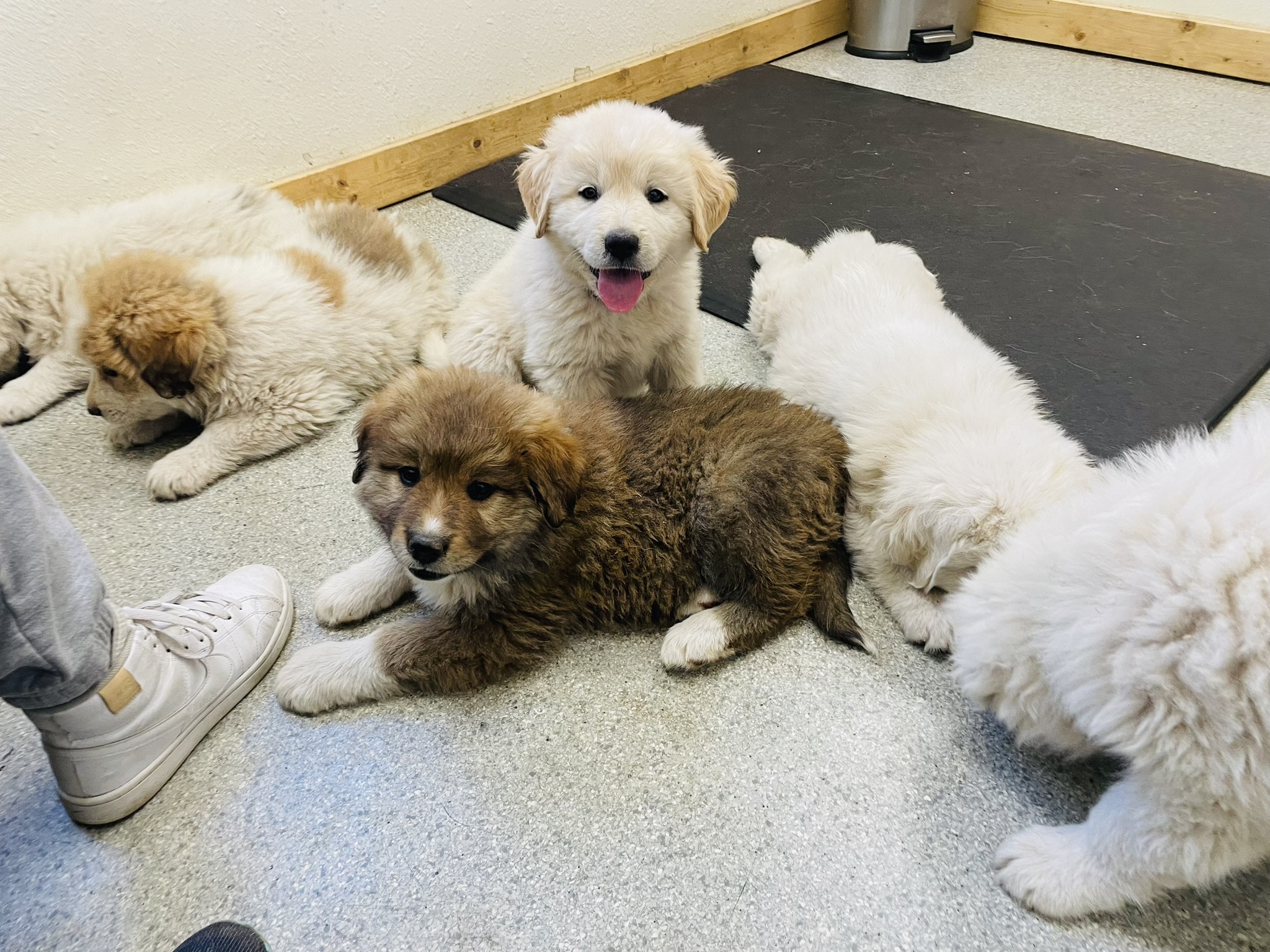 Colorado mountain dog puppies first vet visit
