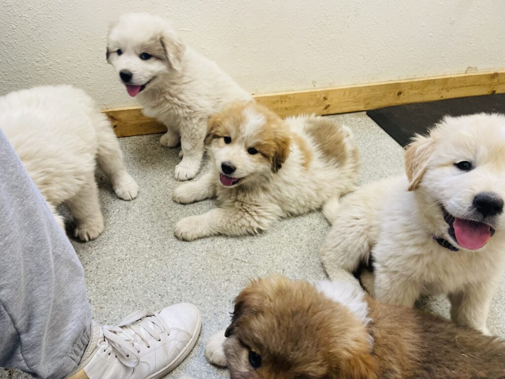 Colorado mountain dog puppies at first vet appointment