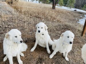 eight month old Colorado mountain dog puppies, Diego, Freydis ans Pinky