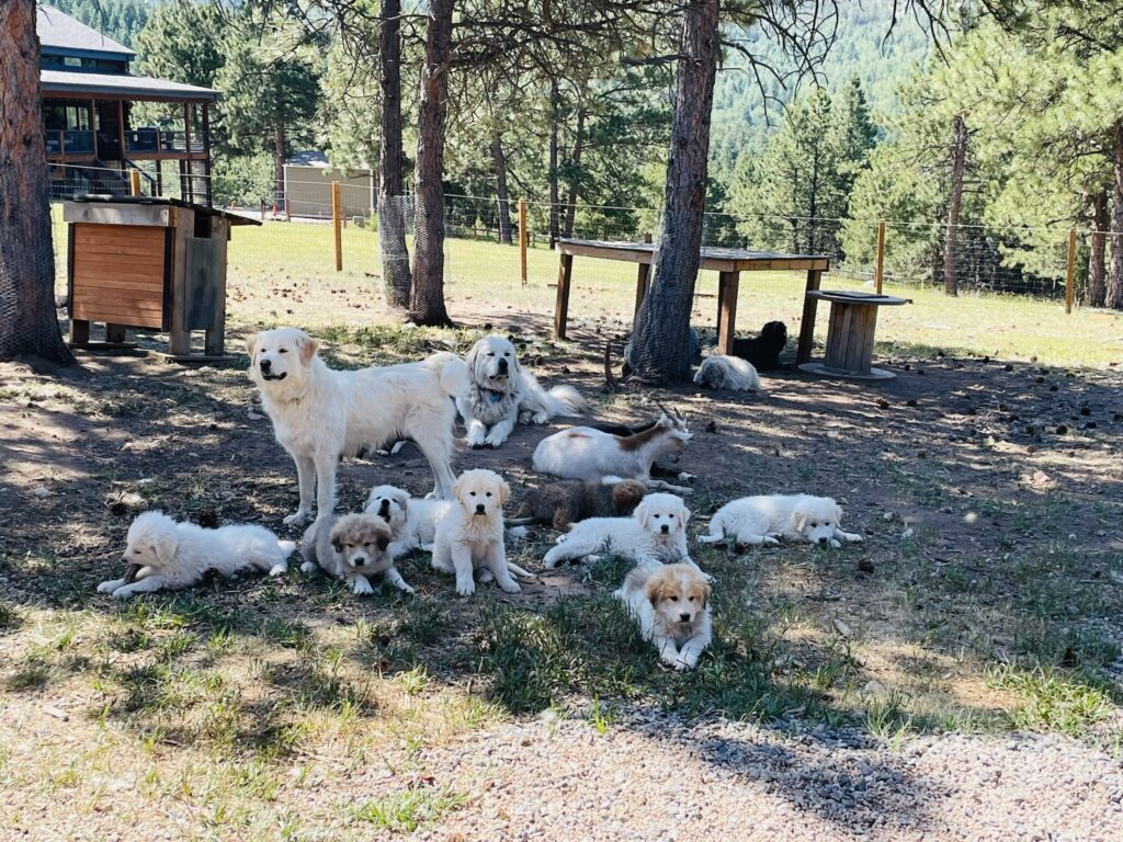 Carlos and Nilla with 2024 puppies
