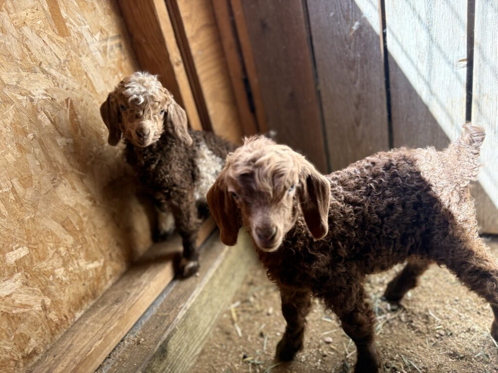 Chester and Fiona's 2025 angora goat kids