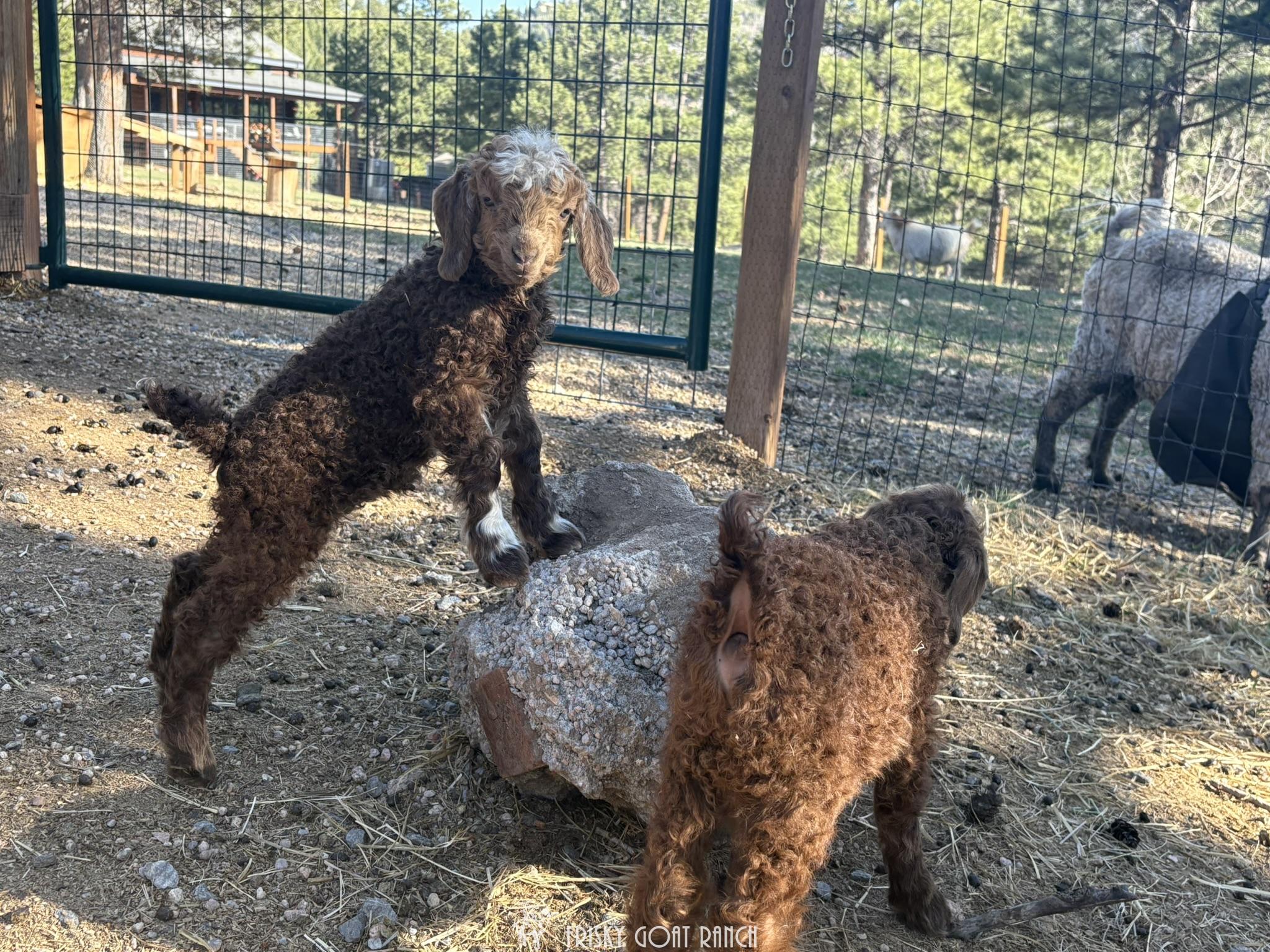 Tilly Angora Goat Doeling 2025