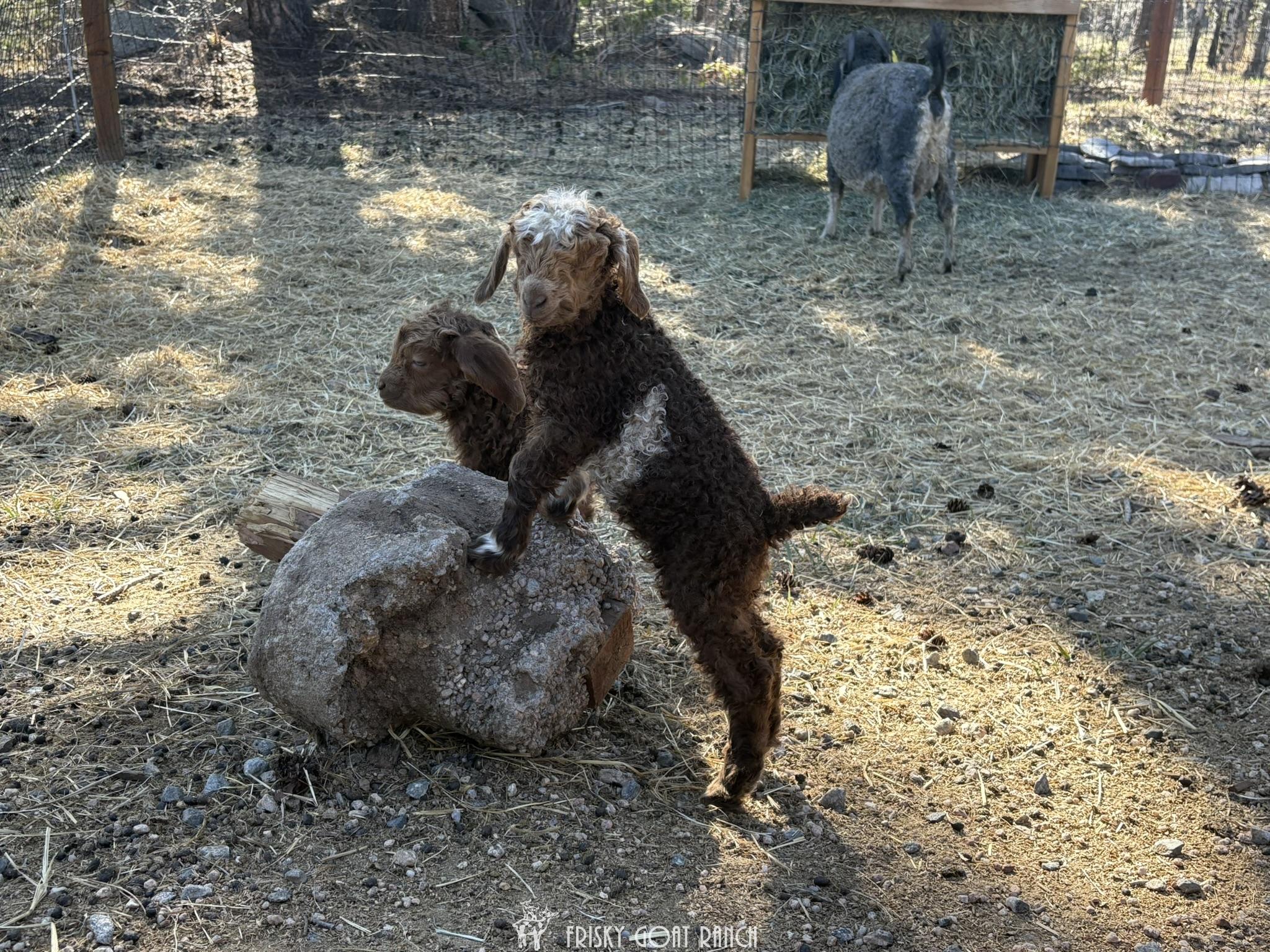 Tilly Angora Goat Doeling 2025