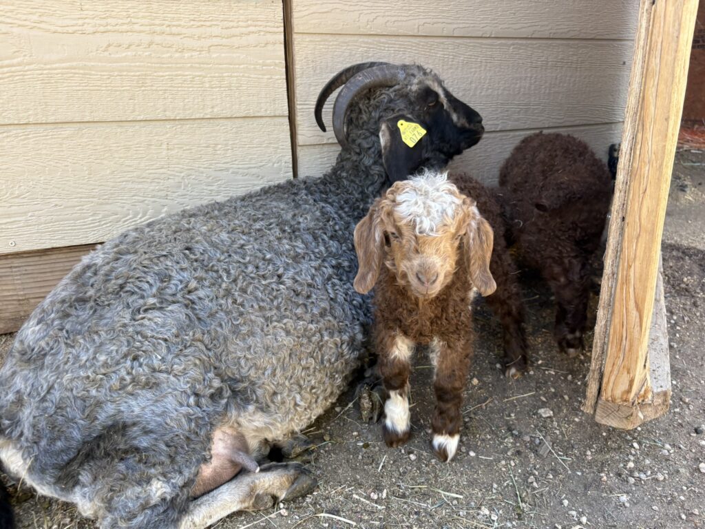 Tilly Angora Goat Doeling 2025