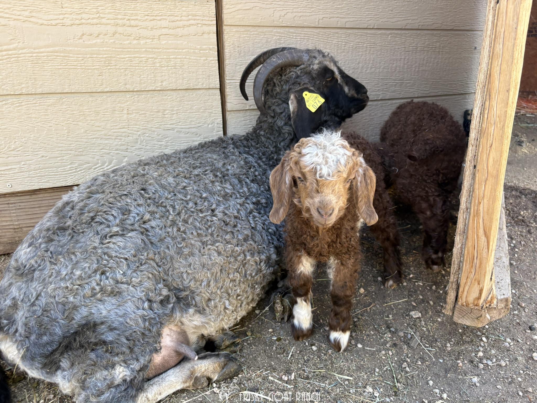 Tilly Angora Goat Doeling 2025