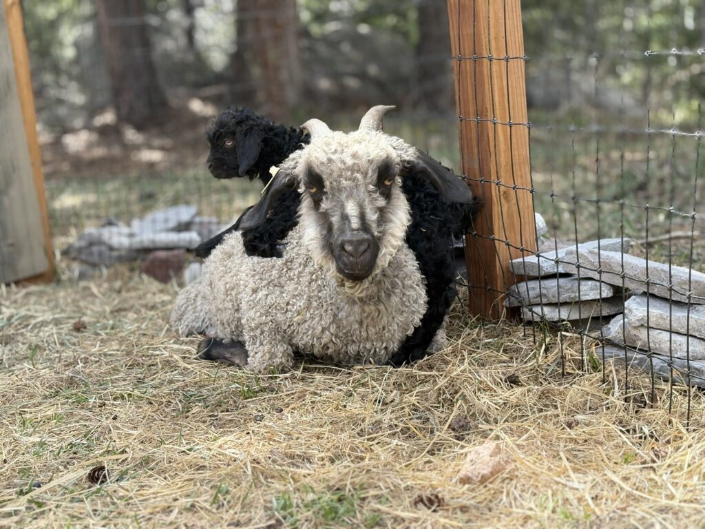 Angora goats Coco and Coal