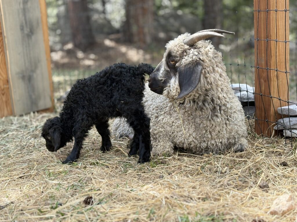 Angora goats Coco and Coal