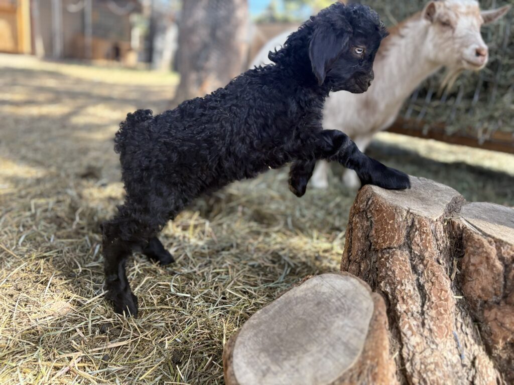 Angora goat kid Coal
