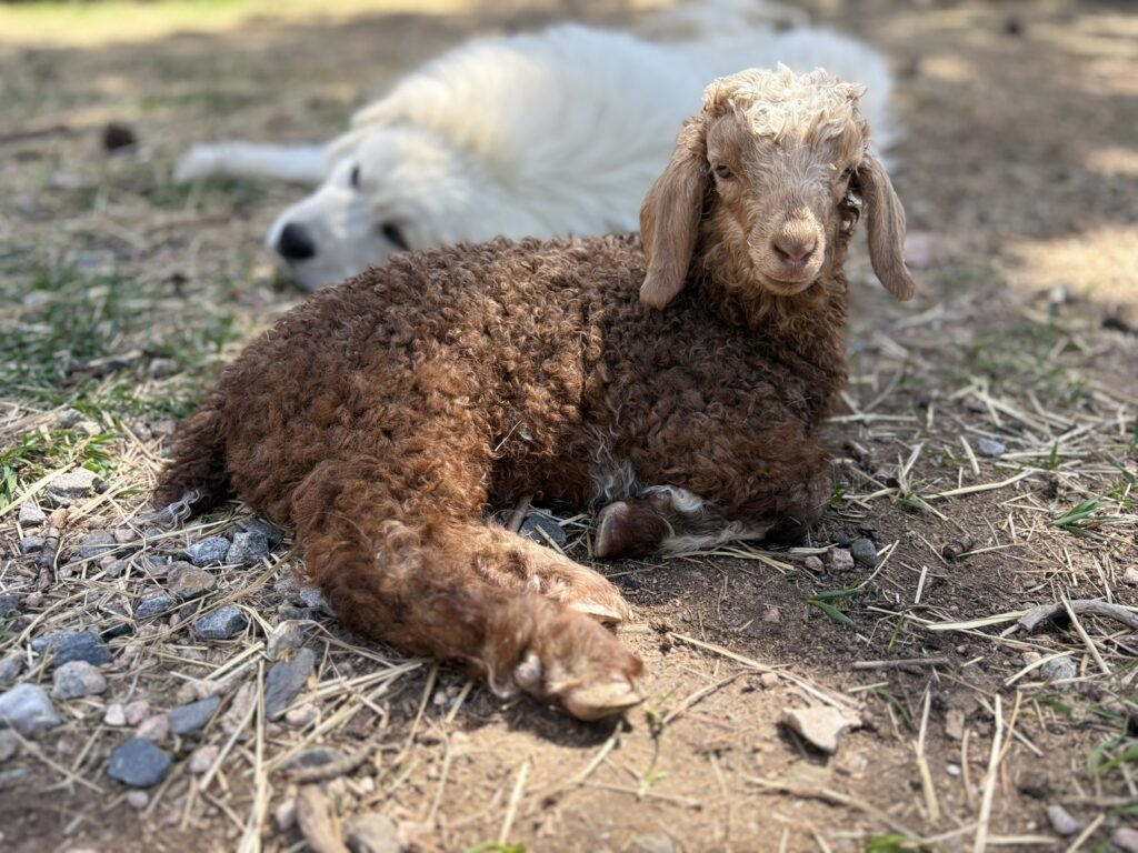Theo Angora Goat Buckling 2025
