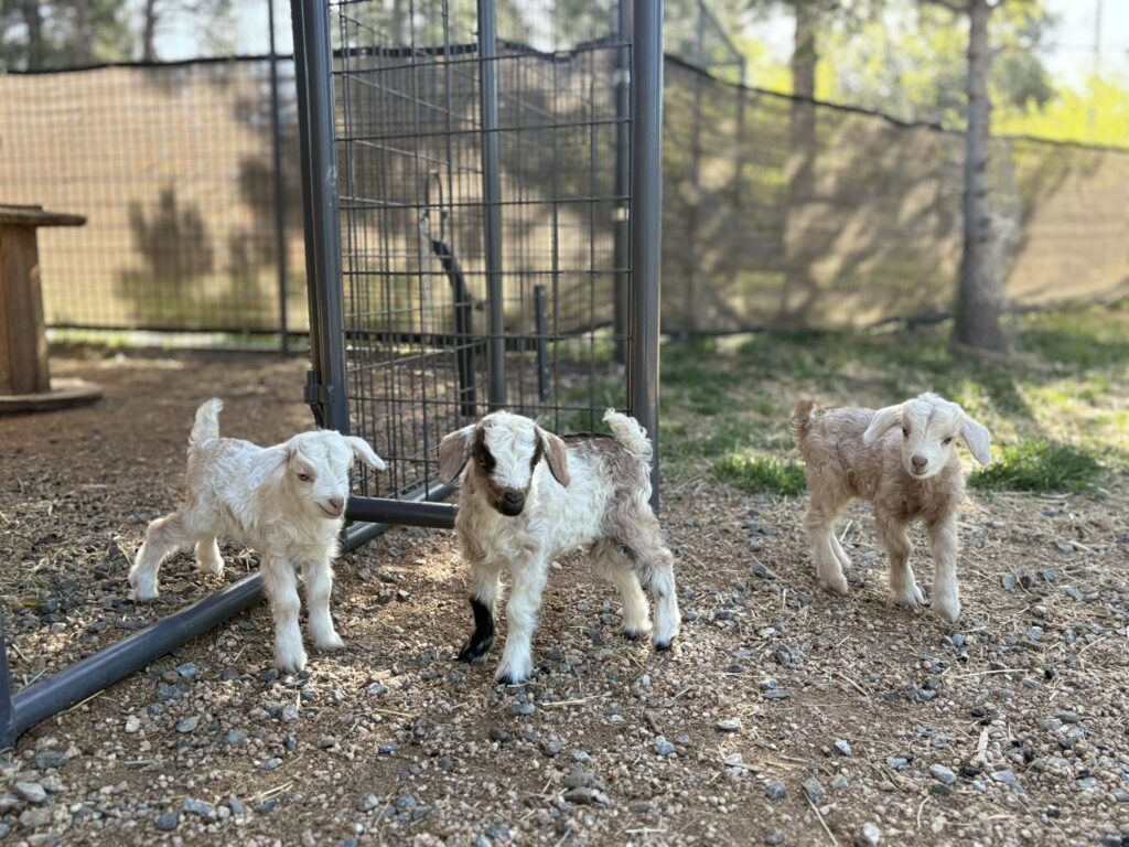 Itsy and Chester Nigora Goat Kids 2025