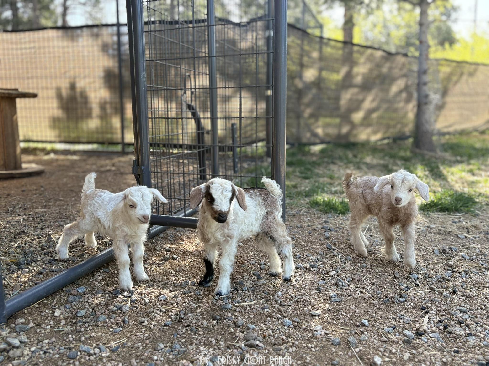 Itsy and Chester Nigora Goat Kids 2025