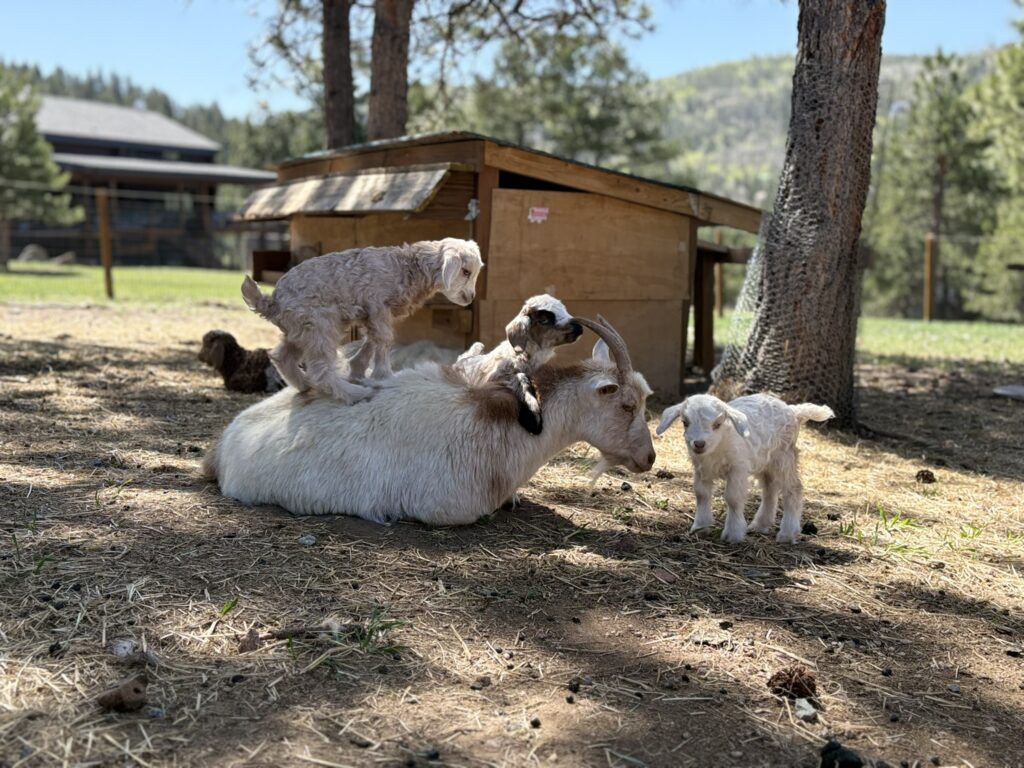 Itsy with her Nigora Goat Kids 2025