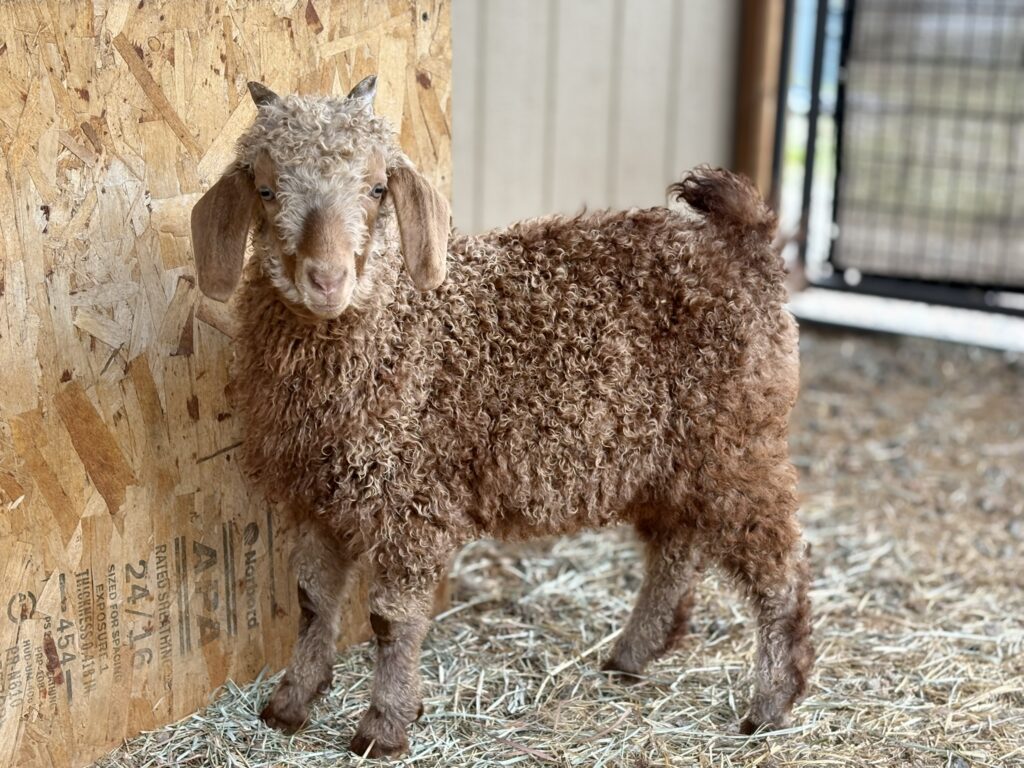 Theo angora goat bucking eight weeks old