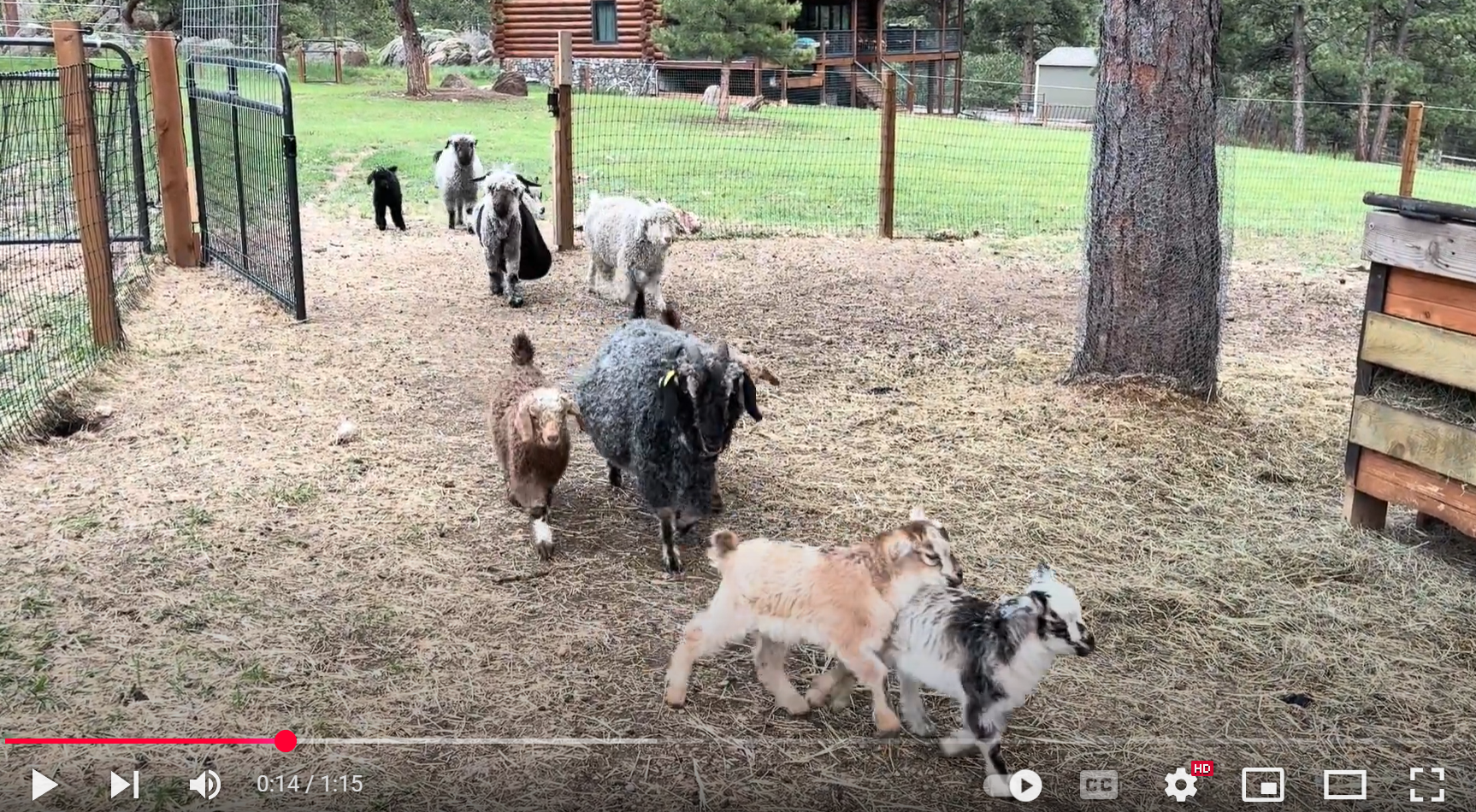 Evening Parade of Goats