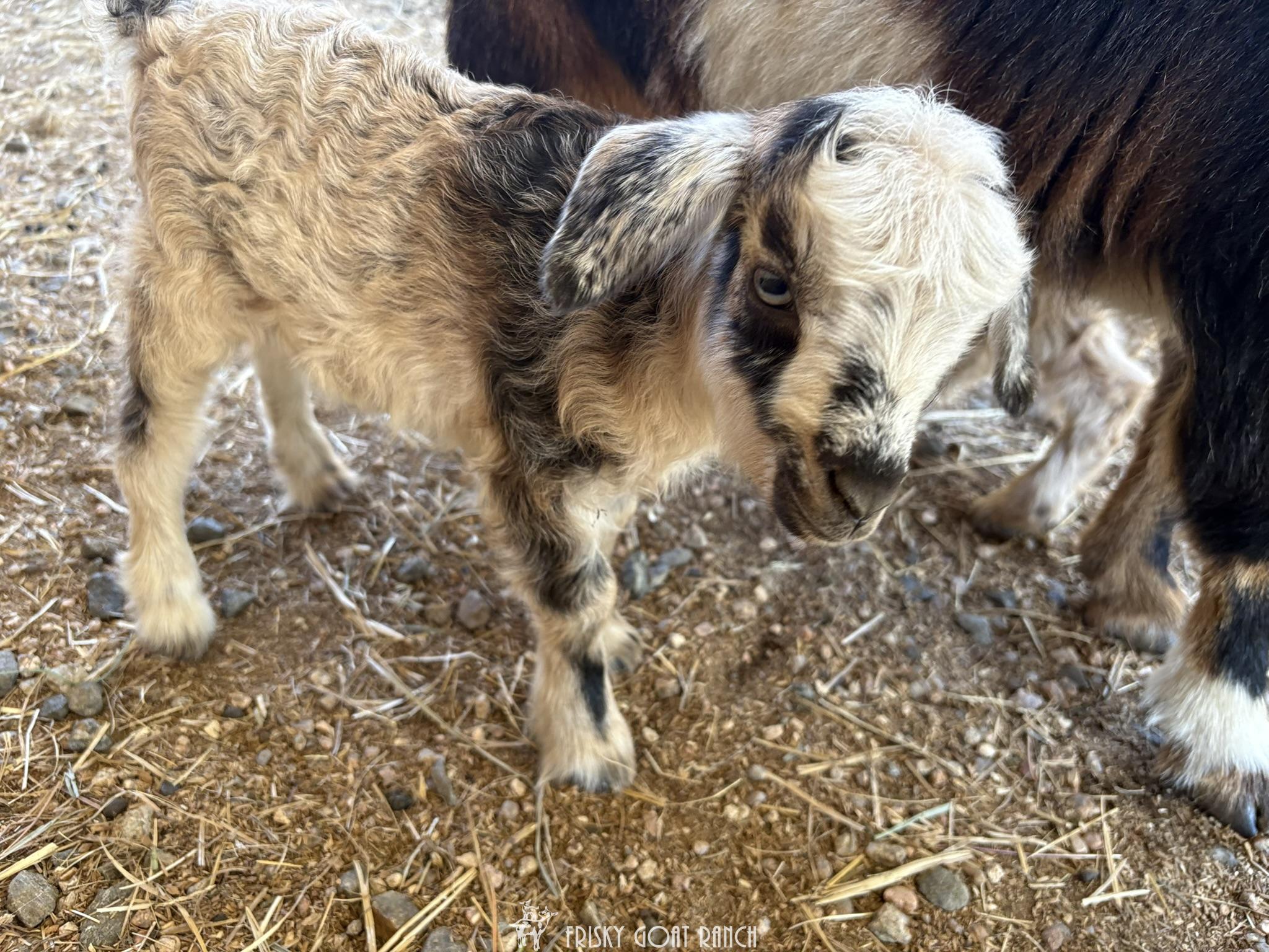 Nigora goat doeling Gidget