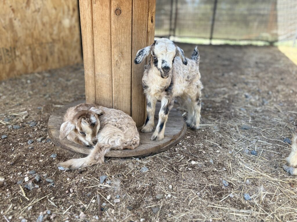 Nigora goat kids gidget and Gilligan
