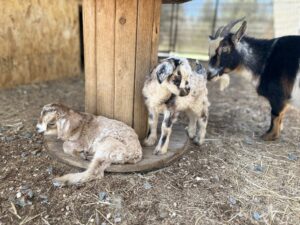 Nigora goat kids gidget and Gilligan