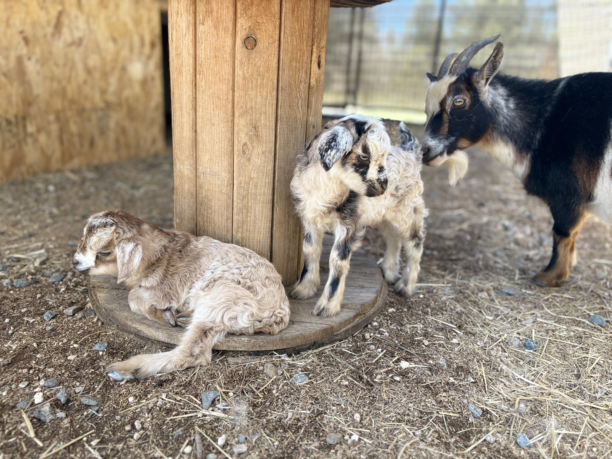 Nigora goat kids gidget and Gilligan
