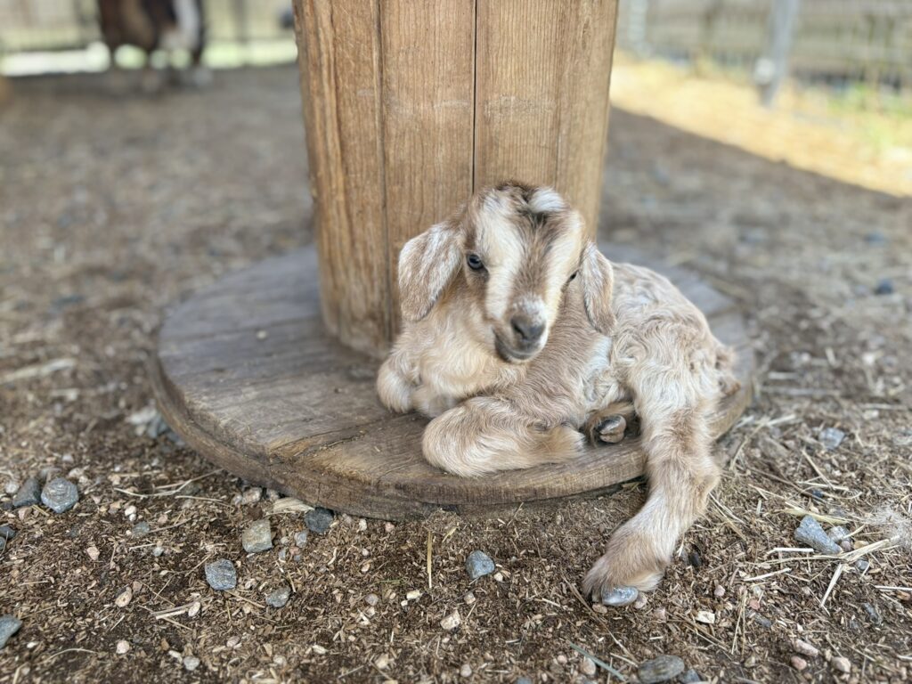 Nigora goat buckling Gilligan