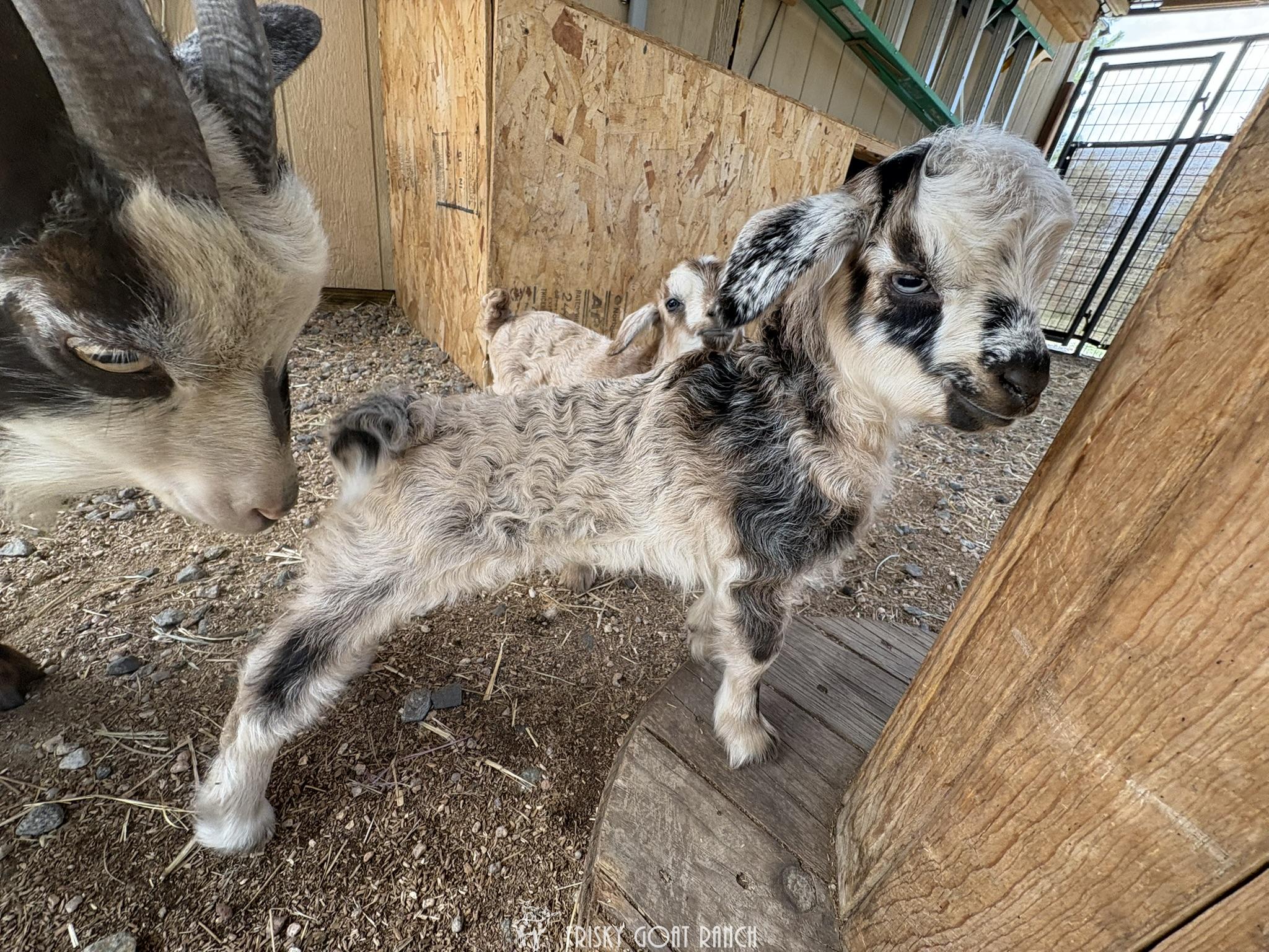 Nigora goat doeling Gidget