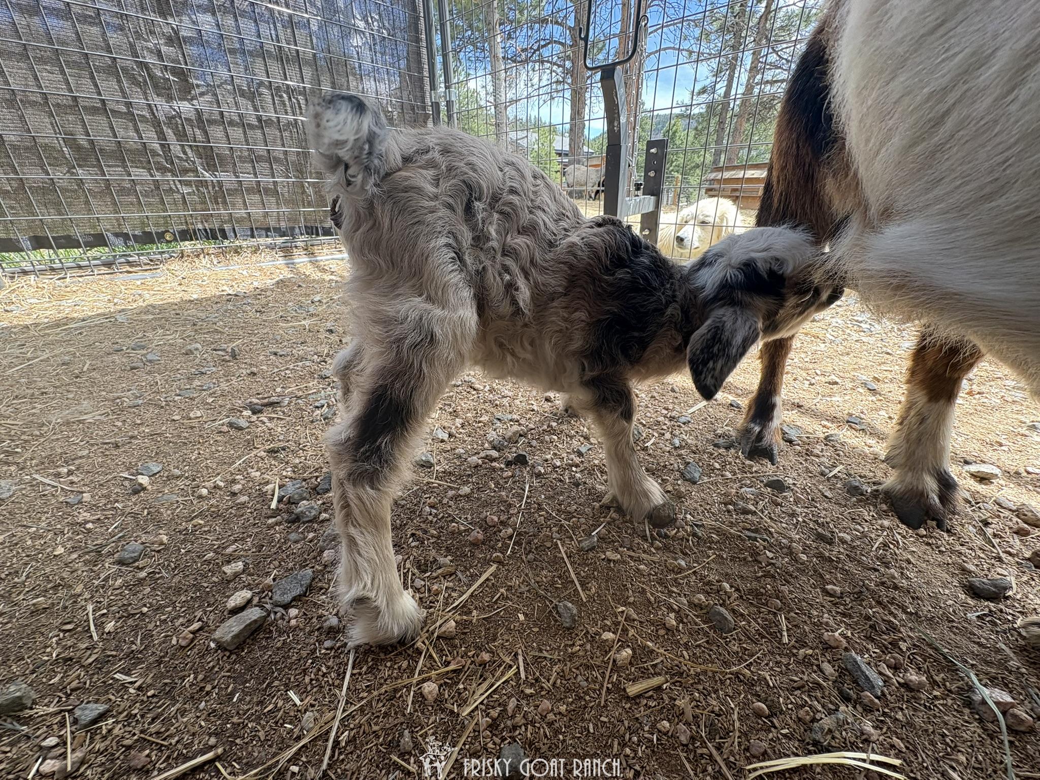 Nigora goat doeling Gidget