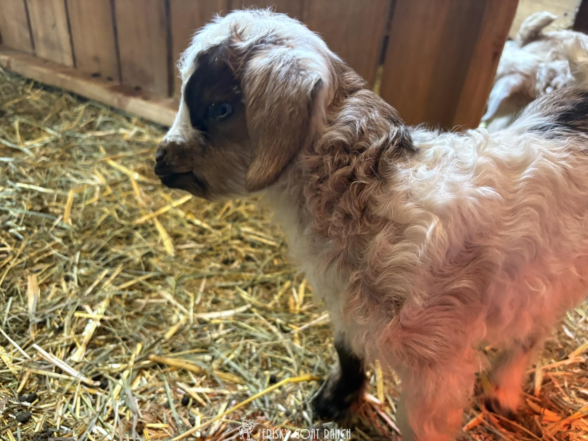 Winnie Nigora Goat Kid 2025