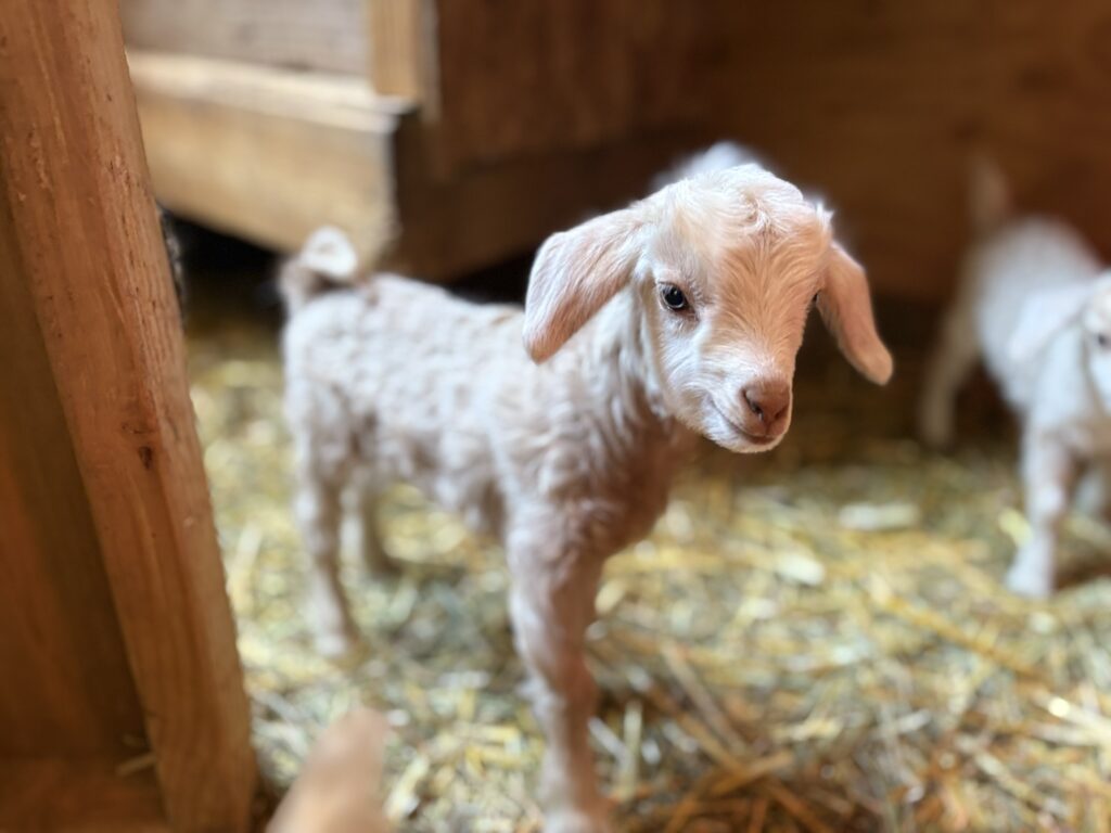 Pixie the Nigora Goat Kid