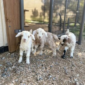 Pixie, Tanner and Winnie the Nigora Goat Kids