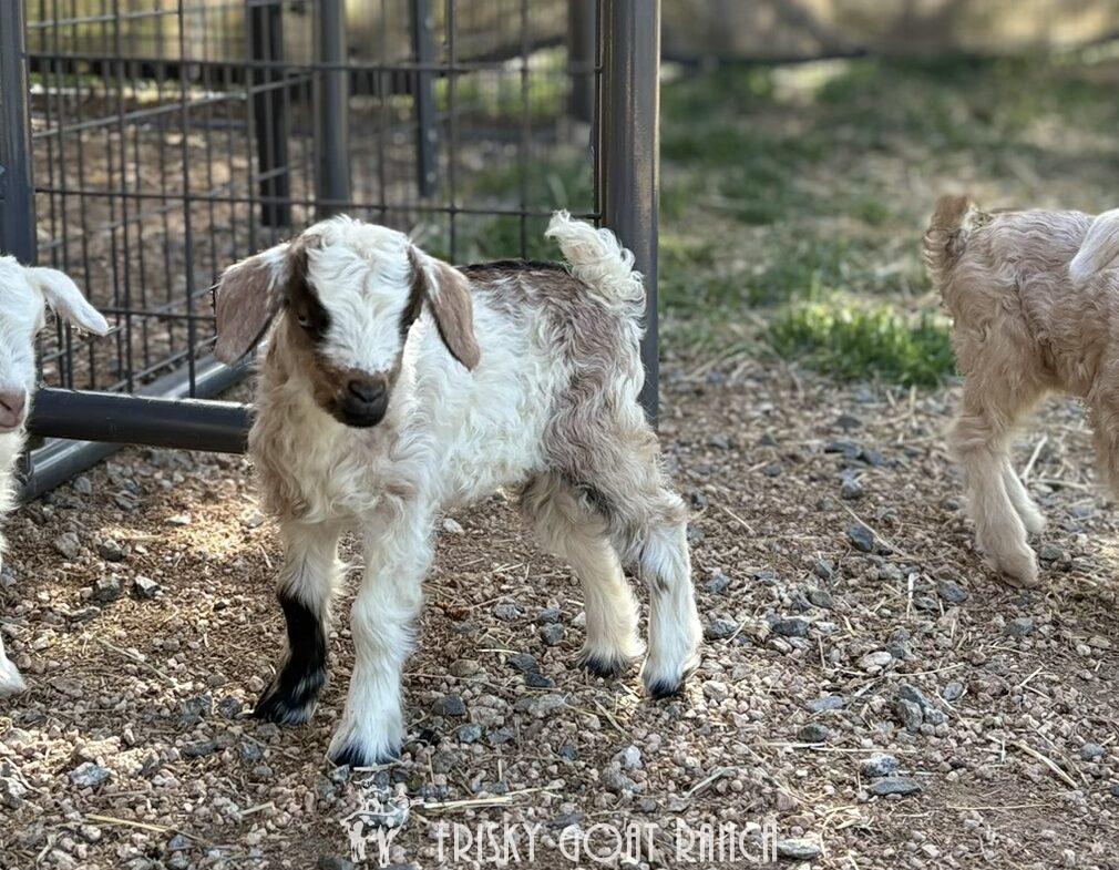 Winnie Nigora Goat Kid 2025