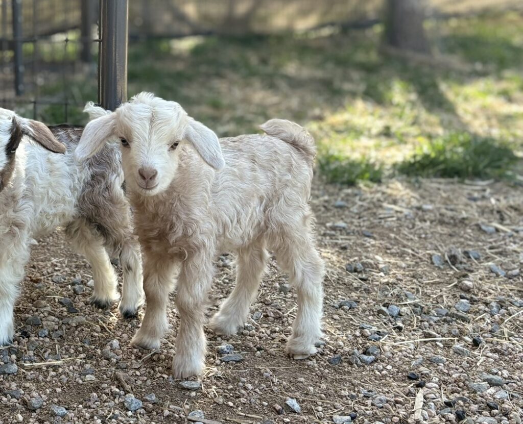 Tanner Nigora Goat Kid 2025