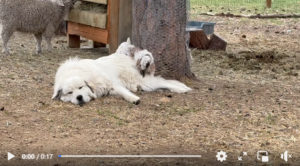 Diego the colorado mountain dog letting baby goats jump on him