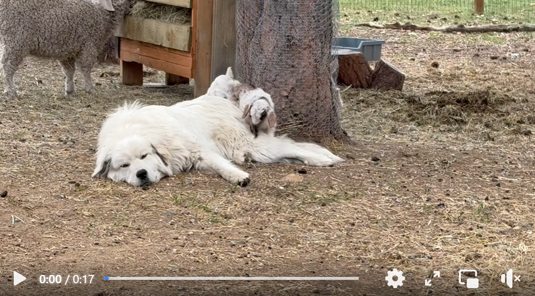 Diego the colorado mountain dog letting baby goats jump on him