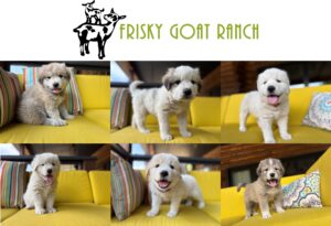 Colorado mountain dog puppies 7 weeks photoshoot