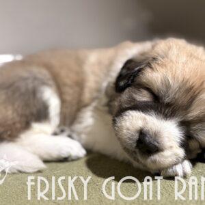 Reservation Deposit - CMD