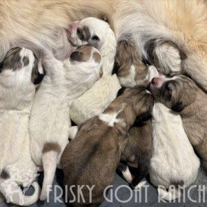 Waitlist Deposit - CMD