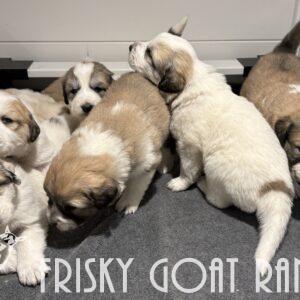 Three-week-old Colorado Mountain Dog puppies from Penny and Diego’s 2025 litter