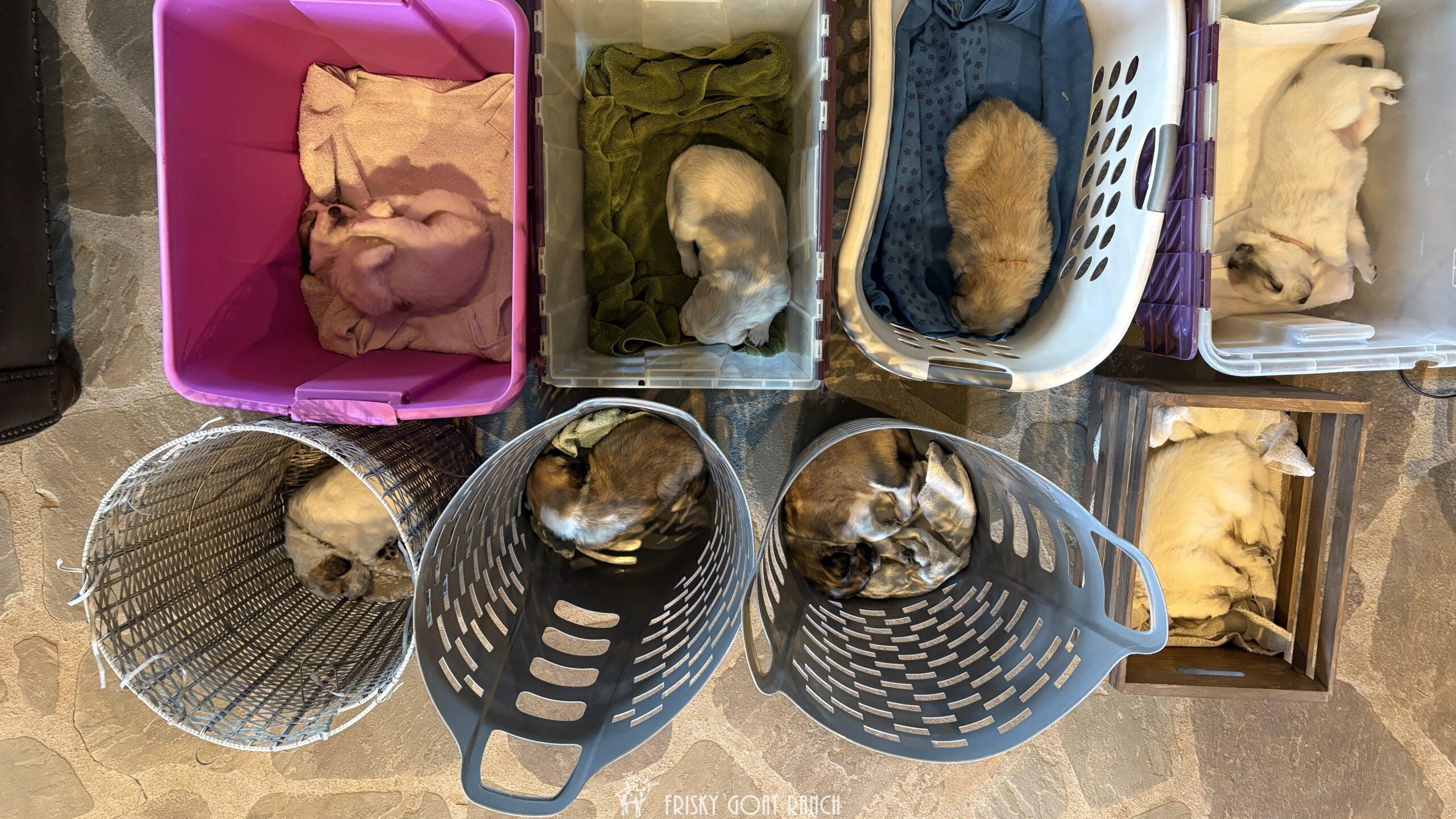 Colorado Mountain Dog puppies resting in separate baskets during DNA testing day